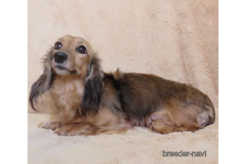 販売中のミニチュアダックスフンド(ロングヘアード)の親犬